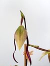 Paphiopedilum Berenice (philippinense x lowii)